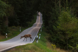 Animales que se cruzan en el camino