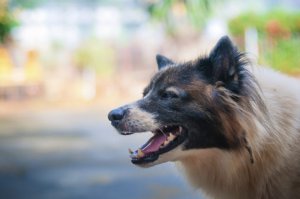 Obtenga información del dueño del perro.